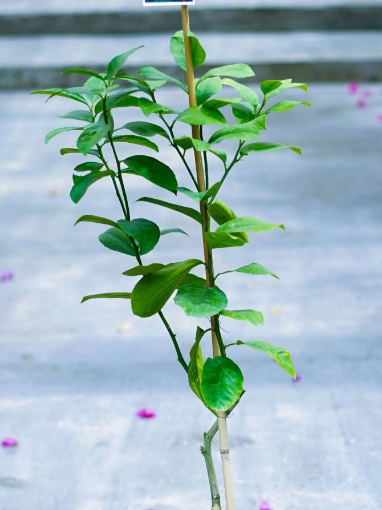 Picture of Sweet lemon