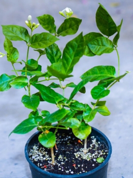 Picture of Indian Jasmine