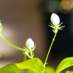 Picture of Jasmine plant