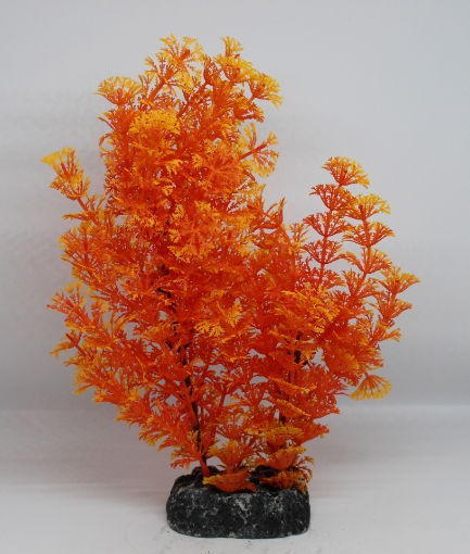 Picture of Aquatic plant 502