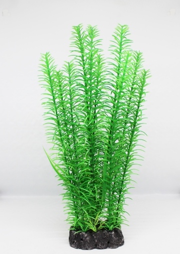 صورة زرع مائي 631 