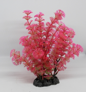 Picture of Aquatic plant 507