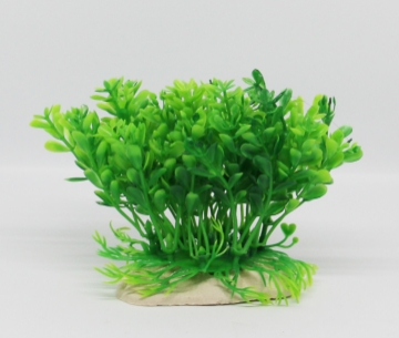 صورة زرع مائي 448 