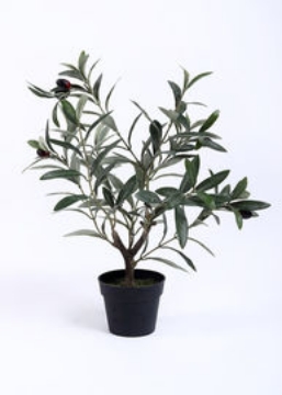 Picture of زيتون