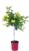 Picture of Acacia tree