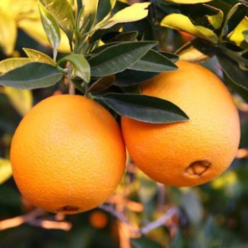 Picture of شجره برتقال بو صره