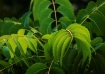 Picture of Neem tree