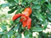 Picture of pomegranate tree