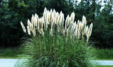 Picture of Halfa plant