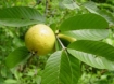 Picture of guava