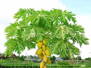 Picture of Papaya tree