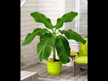 Picture of شجره الموز