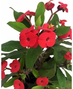 Picture of صبار شوكي