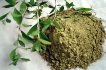 Picture of شجره الحناء