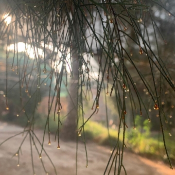 Picture of شجره الاثل