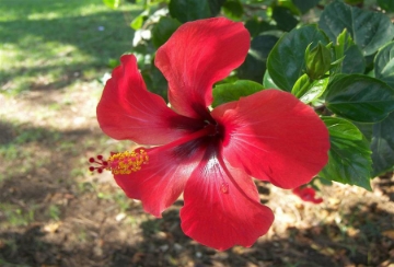 Picture of نبات الكركديه