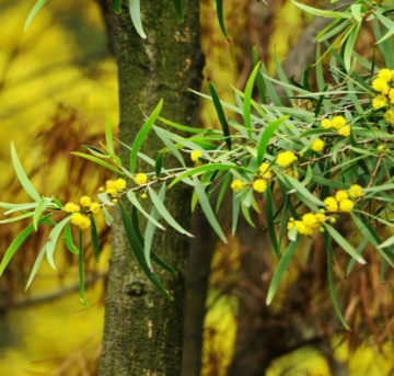 Picture of Acacia tree
