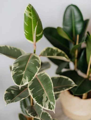 صورة فيكس روبيستا