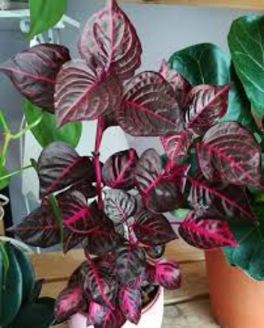 Picture of ايريسين ( دم العاشق )