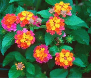 Picture of نبتة لانتانا