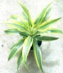 Picture of Dracaena