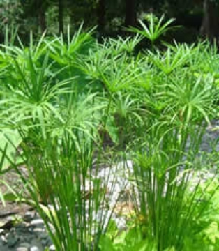 Picture of امبريلا غراس