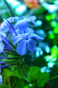 Picture of الياسمين الازرق