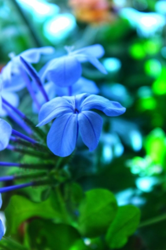 Picture of الياسمين الازرق