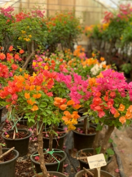 Picture of مجنونه مطعمه