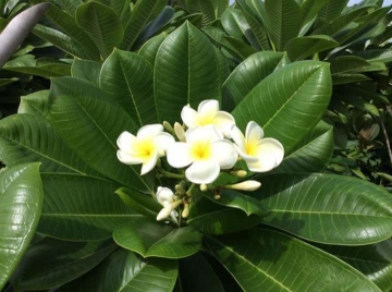 Picture of Indian sedition