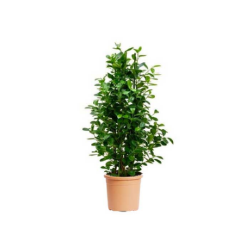 Picture of فيكس باندا 