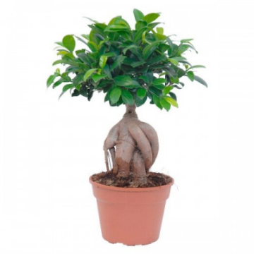 Picture of Bonsai