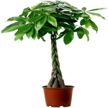 Picture of باشيرا