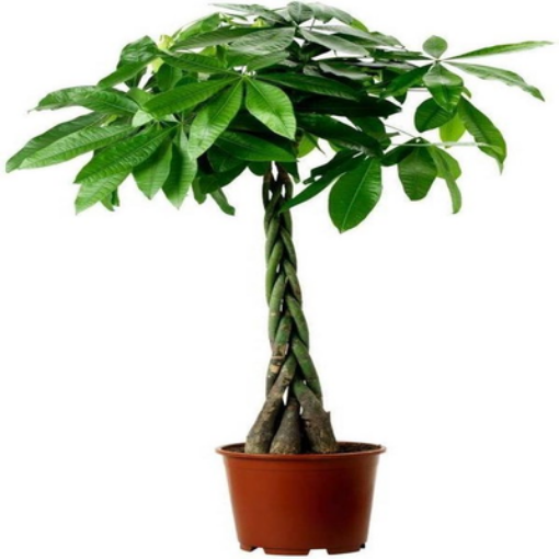 صورة باشيرا