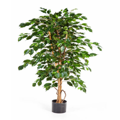 Picture of فيكس بينجامين  