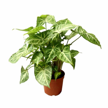 Picture of سنجانيوم