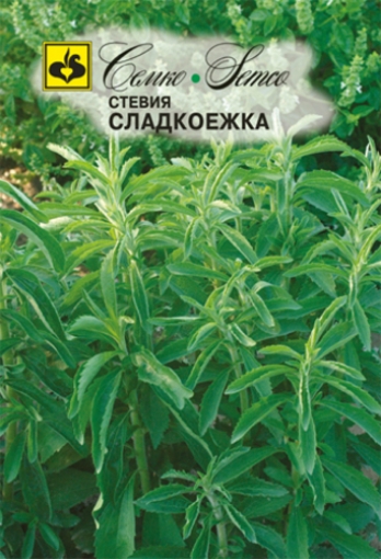 Picture of Sweet Sweet Stevia Seeds