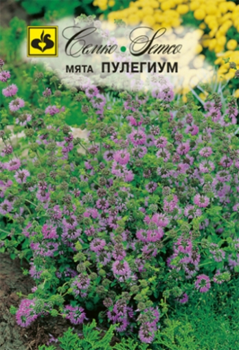 Picture of Polygium mint seeds