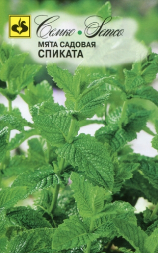 Picture of Peppermint seeds