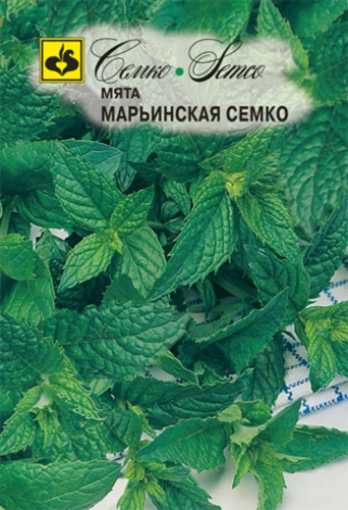 Picture of Maryinskaya Semko mint seeds