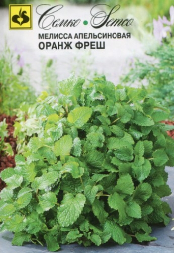 صورة Melissa Officinalis بذور برتقال طازج
