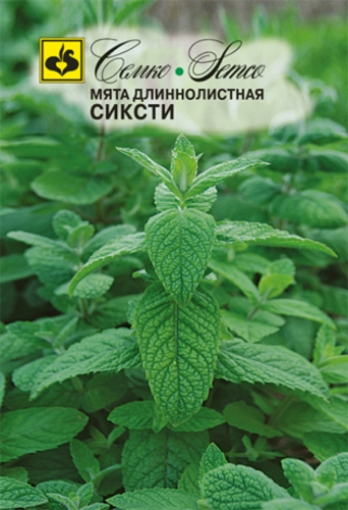 صورة بذور النعناع ذو الأوراق الطويلة