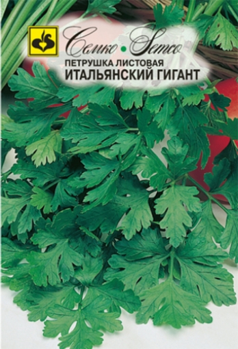 Picture of Italian giant parsley leaf seeds