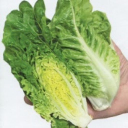 Picture of My lettuce seeds are green