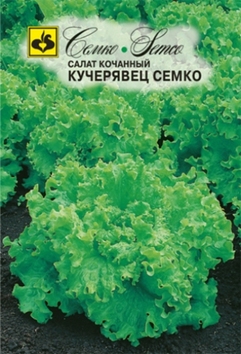 Picture of CEMKO Lettuce Seed