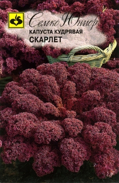 Picture of Purple Kiel Seeds