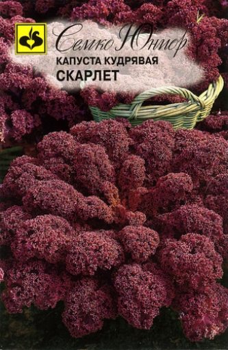 صورة بذور كيل بنفسجي