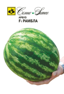 Picture of Rambla melon seeds F1