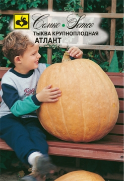 Picture of Pumpkin seeds large size