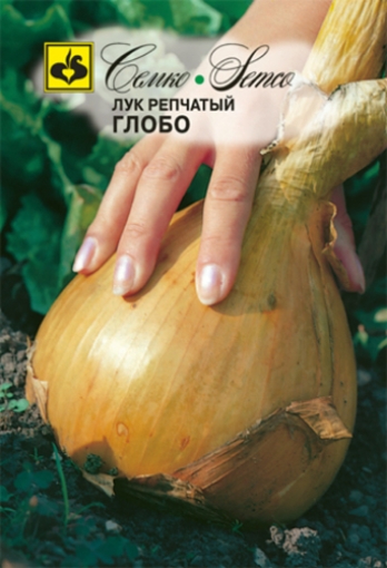 Picture of Globo Onion Seeds